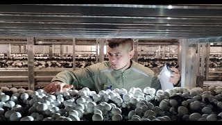 Бизнес на грибах. Цикл из 2-ух Камер. Выращивание Шампиньонов Бизнес на грибах. Цикл из 2-ух Камер. Выращивание Шампиньонов