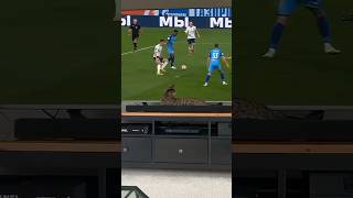 Celebrity Cat gets scared of celebration #funny #meme #shorts #fyp #viral Net Worth