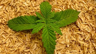#1 - Germinating and planting Twenty20 Mendocino's Snow-G cannabis seeds