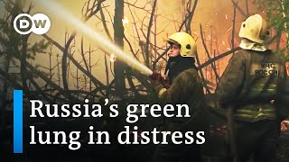 Russia’s forests under threat | DW Documentary