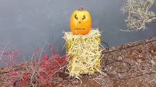A Corpse in the Pumpkin Patch