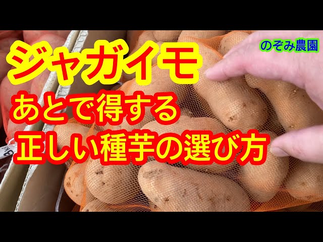 ジャガイモ】ホームセンターで実演。あとで得する正しい種芋の選び方
