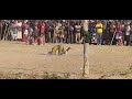 INAGA MBELELE SHOW MWAMAYUNGA SIKONGE TABORA INAGA MBELELE SHOW MWAMAYUNGA SIKONGE TABORA