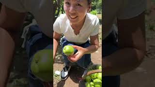 Agriculture Village Fresh Fruit #Viral #Fruit #Shorts #1036