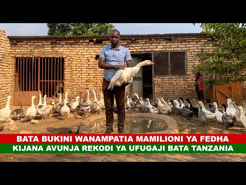 BATA BUKINI WANAMPATIA MAMILIONI YA FEDHA I KIJANA AVUNJA REKODI YA UFUGAJI BATA TANZANIA 