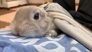 Bunny 'Popo' comes into my Tshirt! Maybe He wants to be warm him up?