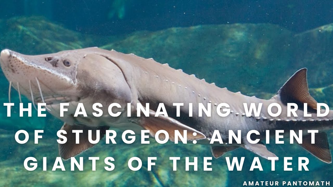 The Fascinating World of Sturgeon: Ancient Giants of the Water | Documentary | 