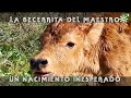 Toros de Ruiz Miguel: bautizo de Enriqueta, la becerrita del maestro | Toros desde Andalucía