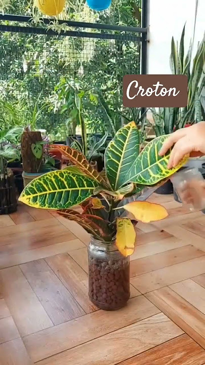 *'Multiply Your Croton Plants FAST! 🌱 The Secret to 100% Success with Cuttings!'*#croton