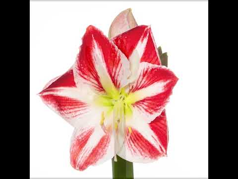 Video: Binnenamaryllis: thuiszorg