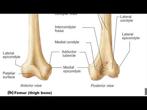 Lecture 6.2B Bones of the lower limbs and their features - YouTube