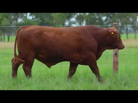 LOTE 32   TAT 3729  M Brangus