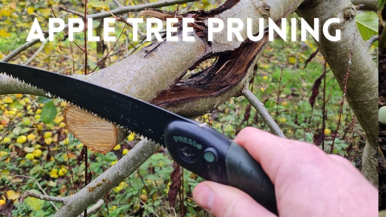 Apple Tree Pruning 11 Year Old Tree YouTube