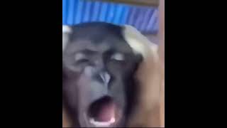 Monke : Bruh edition meme