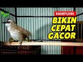 Terbaik Pancingan Trucukan Males Bunyi Dijamin Langsung Nyaut Gacor Emosi Mp3 - Mp4 Download