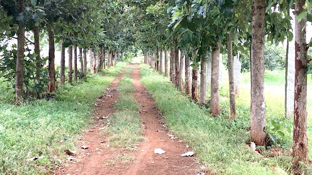 Bangalore farm house for sale. 16 acre Doddaballapur farm land for sale