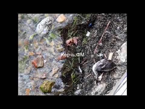 Мертвые птицы на набережной в Керчи