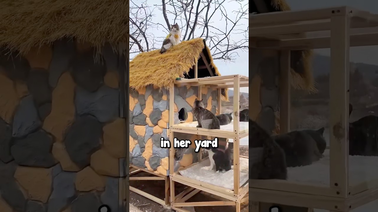 Создаём тёплый и уютный приют для кошек 🥹❤️