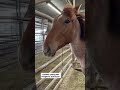 🙏 Please help us avoid having to make that heart breaking decision #rescueme #horse #horserescue