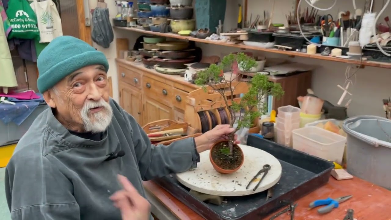 Бонсай: возвращение к основам — дерево 5