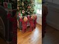 How to protect Christmas Tree from Triplets! 🎄 #lifehack #christmas #triplets #mom #cute #twins