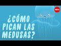 ¿Cómo pican las medusas?  - Neosha S Kashef