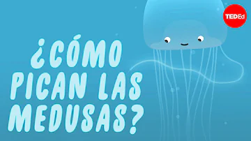 ¿Pueden las medusas picar a través de un traje de neopreno?
