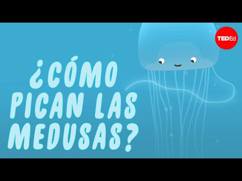 Video: ¿Las medusas pican a propósito?