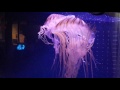 クラゲ　エイリアンみたい 碧南海浜水族館 の動画、YouTube動画。
