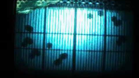 Fatal Frame 3 The Tormented part 10 Ghost Hunter