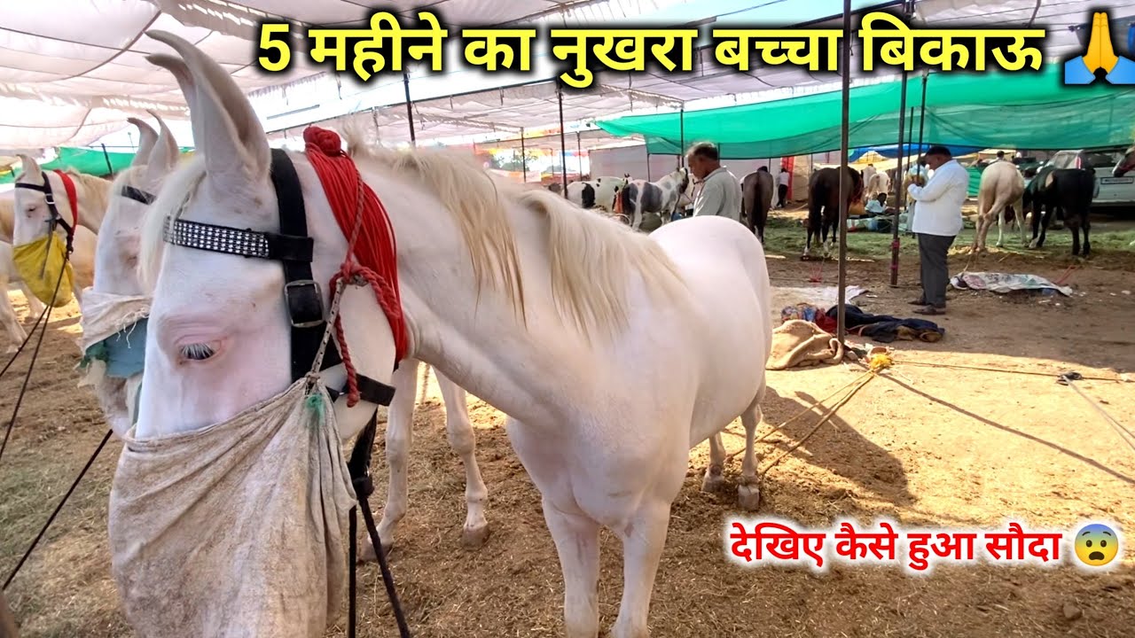 5 महीने का नुखरा बच्चा बिकाऊ 🙏 मेले में Desko kese hue Deal 