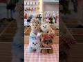 Lily's earring studio Richmond phone charm moru Dolls DIY studio labubu clothing rainy Day activity