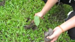 batuan nhs batch 2011 video album