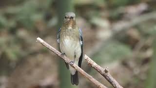1071008野柳公白腹琉璃幼鳥(Cyanoptila cyanomelana)2