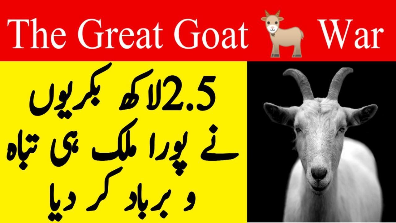 Country Fought a War with 250,000 Goats, Who Won? | The great Goat War | Project Isabella