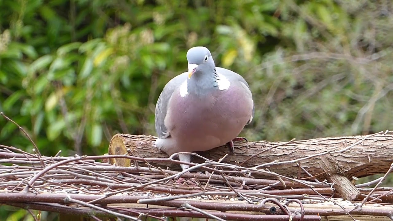 Video Of Pigeon Looking For Food - YouTube