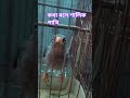কথা বলে শালিক পাখি1
