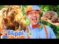 Blippi Meets BIG and Small Animals at Singapore Zoo! 🐘🦎 | Educational Animal Videos for Kids