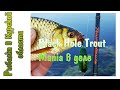 Black Hole Trout Mania в деле: окушки, жерешки, голавлики и красноперка. Ультралайт в сентябре