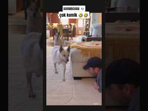 Saklambaç Oyunu Oynayan Hayvanlar ve Sahipleri #funnyanimalsvideos