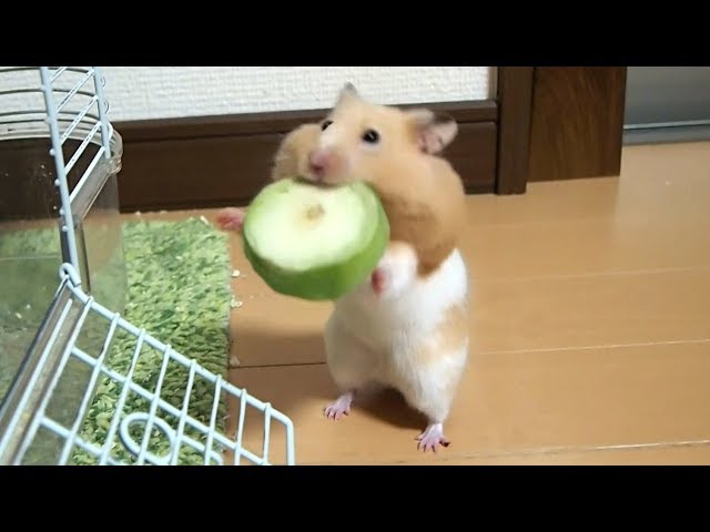 二足歩行で運ばれて踏み台にされる野菜!おもしろ可愛いハムスターIt was brought to hamster by biped walking and was stepping stone