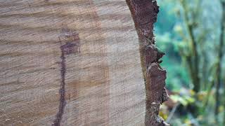 Large Tree at East Fork Coquille Clear-Cut