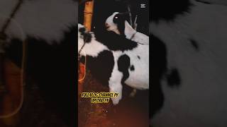 for goat lovers#shorts #viral #fyp