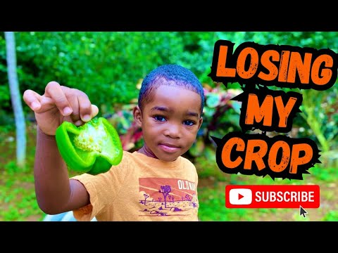 What Happened To My First Crop⁉️