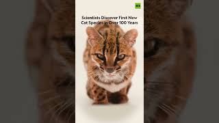 New Cat Specie!