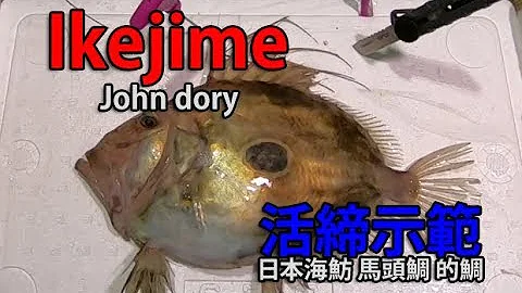 IkeJime method:  How to dispatch and bleed a John Dory (KurumaDai)