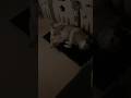 我が家のシベリアンハスキーの寝相がこちらwww #shorts