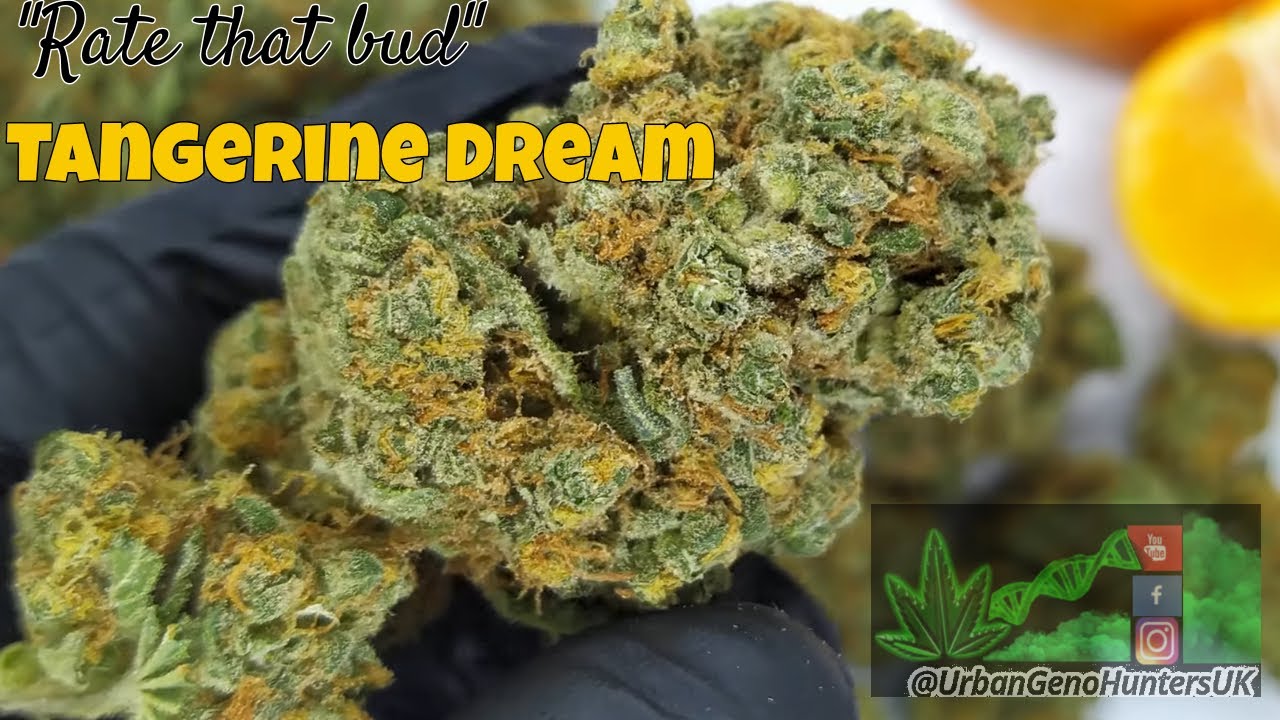 "Rate that bud" Tangerine dream 