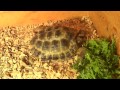 Beginning of video