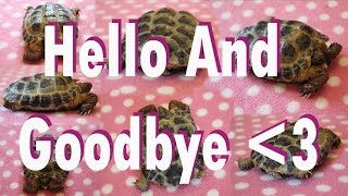 Hello & Goodbye Tommy